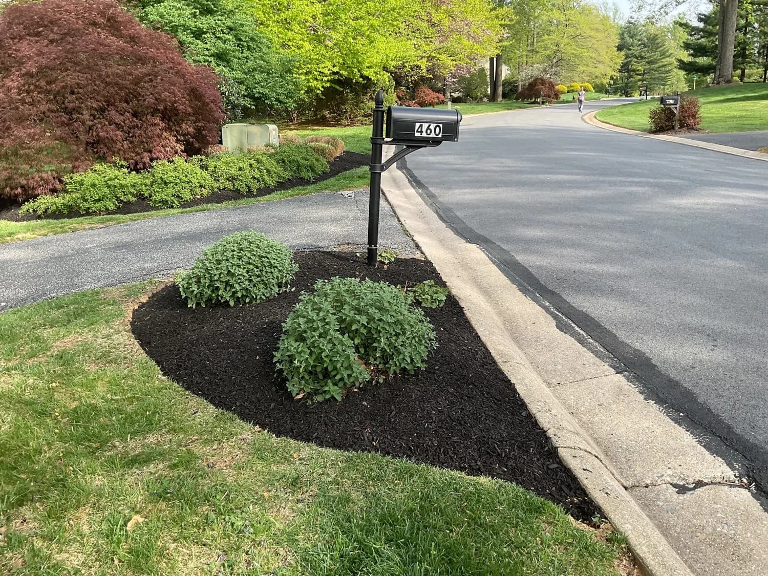 Black mulch mailbox island bed with trimmed green shrubs along a suburban street
